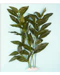 silk plant