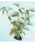 silk plant