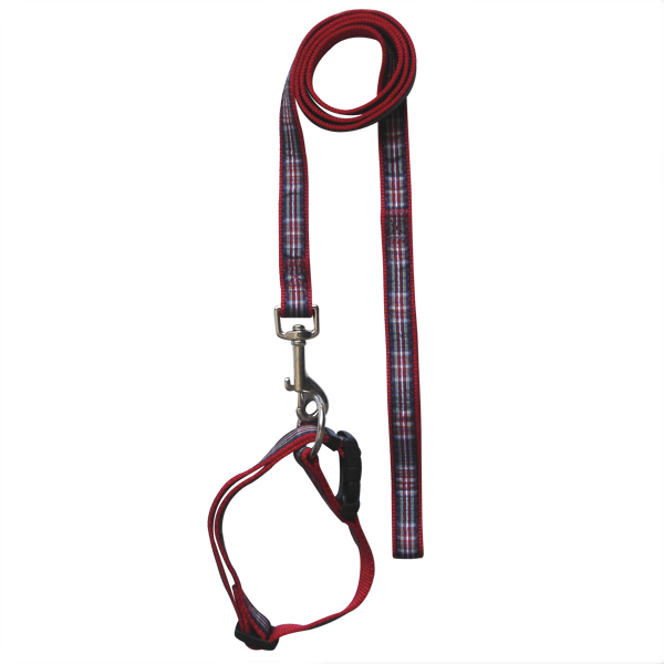 leash & collar  -  10611