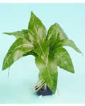 Silk Plant  -  ESP-9025